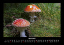 Pilzkalender Fotokalender 2027 - 4