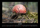 Pilzkalender Fotokalender 2027 - 7