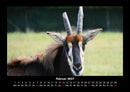 Tierkalender Fotokalender 2027 - 2
