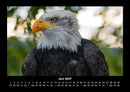 Tierkalender Fotokalender 2027 - 6