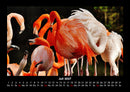 Tierkalender Fotokalender 2027 - 7