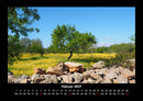 Bäume Fotokalender 2027 - 2