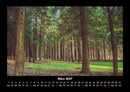 Bäume Fotokalender 2027 - 3