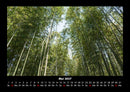 Bäume Fotokalender 2027 - 5
