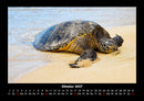 Schildkrötenzauber Fotokalender 2027 - 10