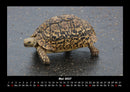 Schildkrötenzauber Fotokalender 2027 - 5