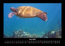 Schildkrötenzauber Fotokalender 2027 - 6