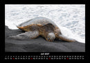 Schildkrötenzauber Fotokalender 2027 - 7