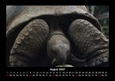 Schildkrötenzauber Fotokalender 2027 - 8
