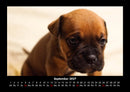 Welpen Fotokalender 2027 - 9