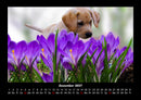 Welpen Fotokalender 2027 - 12
