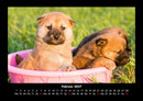 Welpen Fotokalender 2027 - 2