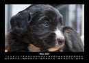 Welpen Fotokalender 2027 - 3