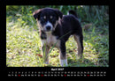 Welpen Fotokalender 2027 - 4