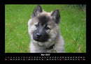 Welpen Fotokalender 2027 - 5