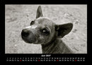 Welpen Fotokalender 2027 - 6