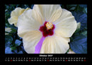 Blumenträume Fotokalender 2027 - 10