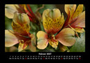 Blumenträume Fotokalender 2027 - 2