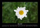 Blumenträume Fotokalender 2027 - 3