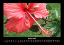 Blumenträume Fotokalender 2027 - 8