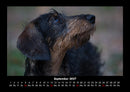 Haustierkalender Fotokalender 2027 - 9