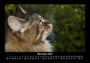 Haustierkalender Fotokalender 2027 - 11