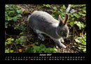 Haustierkalender Fotokalender 2027 - 1