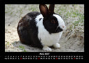 Haustierkalender Fotokalender 2027 - 3