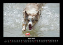 Haustierkalender Fotokalender 2027 - 4