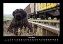 Haustierkalender Fotokalender 2027 - 6