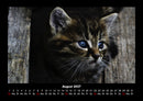 Haustierkalender Fotokalender 2027 - 8