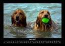 Hundezauber Fotokalender 2027 - 5