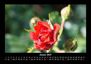 Rosentraum Fotokalender 2027 - 1