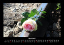 Rosentraum Fotokalender 2027 - 4