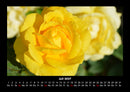 Rosentraum Fotokalender 2027 - 7