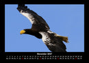 Adler Fotokalender 2027 - 11