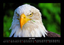 Adler Fotokalender 2027 - 7