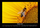 Bienen Fotokalender 2027 - 10