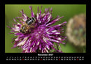 Bienen Fotokalender 2027 - 11