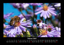 Bienen Fotokalender 2027 - 2
