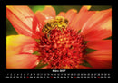 Bienen Fotokalender 2027 - 3