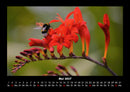 Bienen Fotokalender 2027 - 5