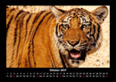 Tiger Fotokalender 2027 - 10