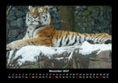 Tiger Fotokalender 2027 - 11