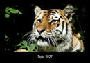 Tiger Fotokalender 2027 - Hauptbild