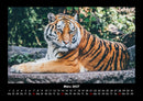 Tiger Fotokalender 2027 - 3