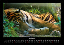 Tiger Fotokalender 2027 - 6