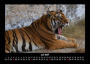Tiger Fotokalender 2027 - 7