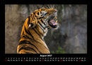 Tiger Fotokalender 2027 - 8