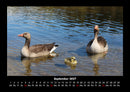 Enten Fotokalender 2027 - 9